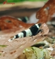 Preview: Taiwan Panda